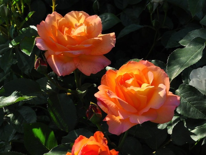 ���ߵ����ġۥХ��� ����ͤλפ��� ���� 6��ȭ�����ʡ�J-FL10��