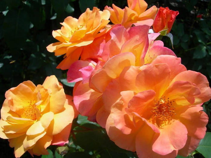 ���ߵ����ġۥХ��� ����ͤλפ��� ���� 6��ȭ�����ʡ�J-FL10��