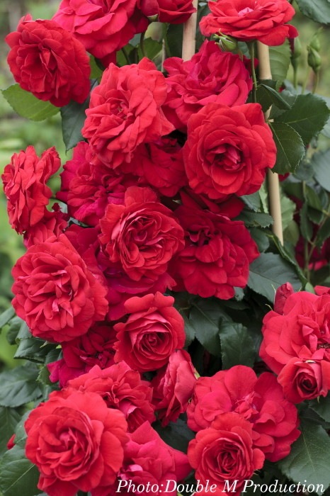 �Х��ġ����ġۥ���ॾ�󥹥��� ���� 6��ȭ�����ʡη����ʼ�ϡ�IR-IRO3��