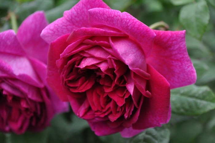 ġۥХ 󥰥ꥷ ͢ 7ȭʡӿ建 ϿʼϡER-Y