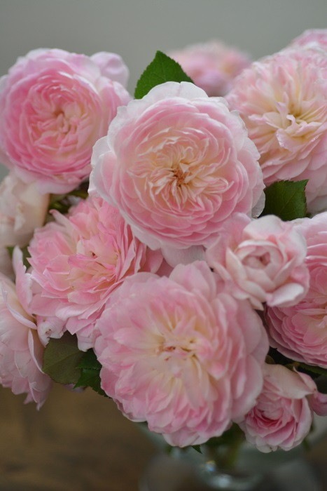 ġۥХ ޥ꡼  6ȭʡӿ建 ϿʼϡKb-RM