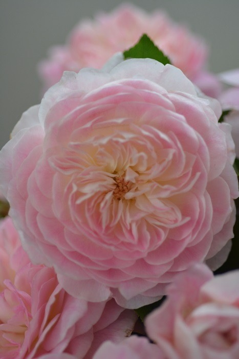 ġۥХ ޥ꡼  6ȭʡӿ建 ϿʼϡKb-RM