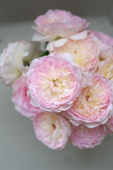 ġۥХ ޥ꡼  6ȭʡӿ建 ϿʼϡKb-RM