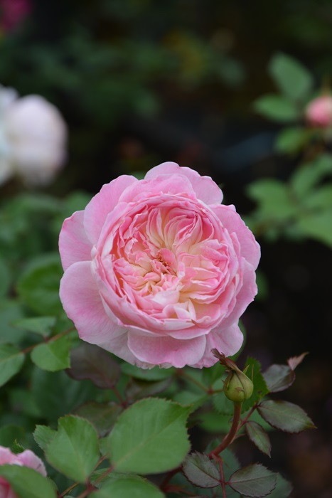 ġۥХ ޥ꡼  6ȭʡӿ建 ϿʼϡKb-RM