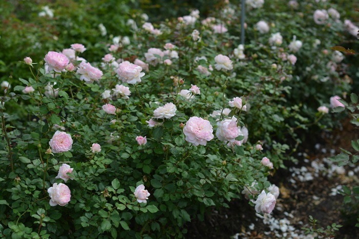 ġۥХ ޥ꡼  6ȭʡӿ建 ϿʼϡKb-RM