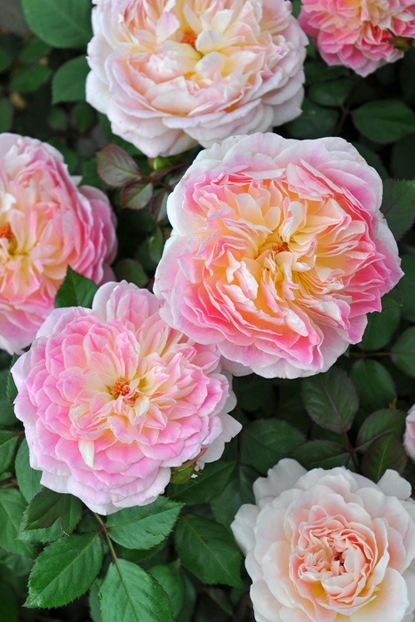 ġۥХ ޥ꡼  6ȭʡӿ建 ϿʼϡKb-RM