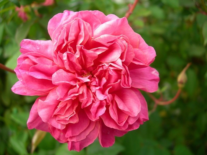 �����ġۥХ��� ���륷�ǥ�å����祻�� ���� 6��ȭ�����ʡ�J-OB20��