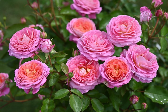 ġۥХ եå  6ȭʡHan-DEL