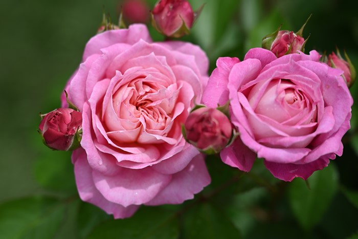 ġۥХ եå  6ȭʡHan-DEL