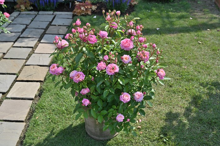 ġۥХ եå  6ȭʡHan-DEL