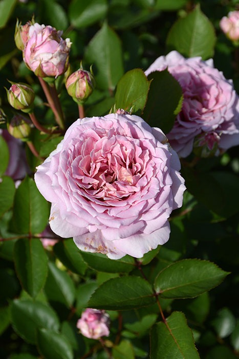 ���ߵ����ġۥХ��� ����ƥ����� ���� 6��ȭ�����ʡ����ӿ建�� �ʼ���Ͽ�д���ϡ�J-RP��2025�����ʼ��0116�����