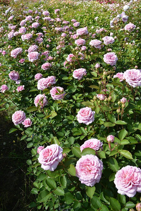 ���ߵ����ġۥХ��� ����ƥ����� ���� 6��ȭ�����ʡ����ӿ建�� �ʼ���Ͽ�д���ϡ�J-RP��2025�����ʼ��0116�����