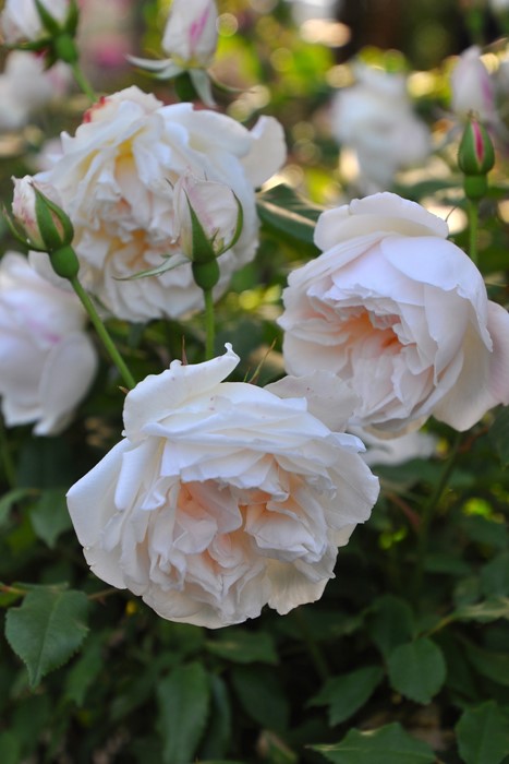 �����ġۥХ��� �ҥ塼�ॺ�֥�å���ƥ�������ƥ��åɥ��㥤�� ���� 6��ȭ�����ʡ�J-OB20��