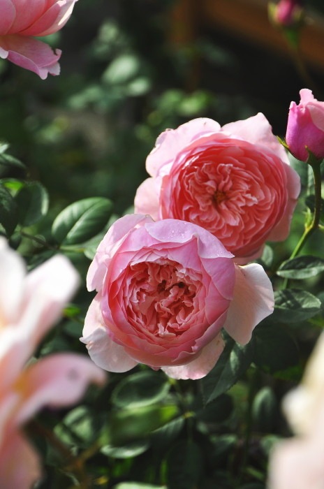 ġۥХ 󥦥åڥ󥦥åå ͢ 7ȭʡӿ建 ϿʼϡER-Y