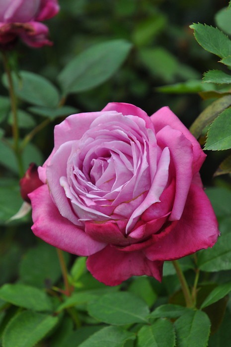 ġۥХ ֥롼ѥե塼  6ȭʡJ-HT20