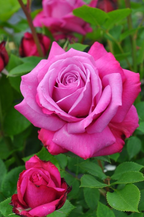 ġۥХ ֥롼ѥե塼  6ȭʡJ-HT20