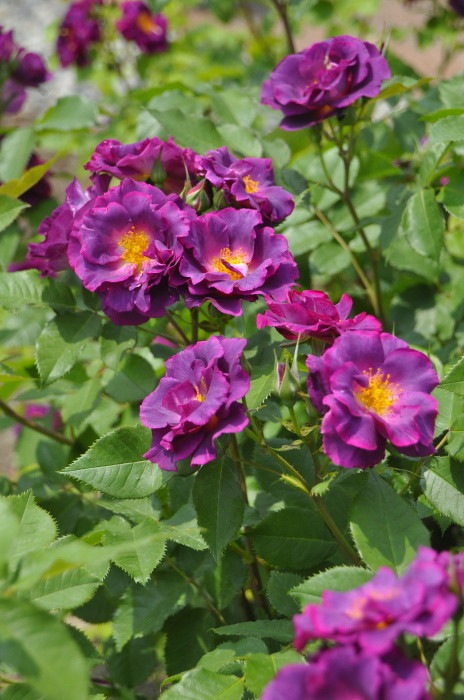 ġۥХ ץ󥻥ӥɥ륯֥륰  6ȭʡηʼϡJB-ORA