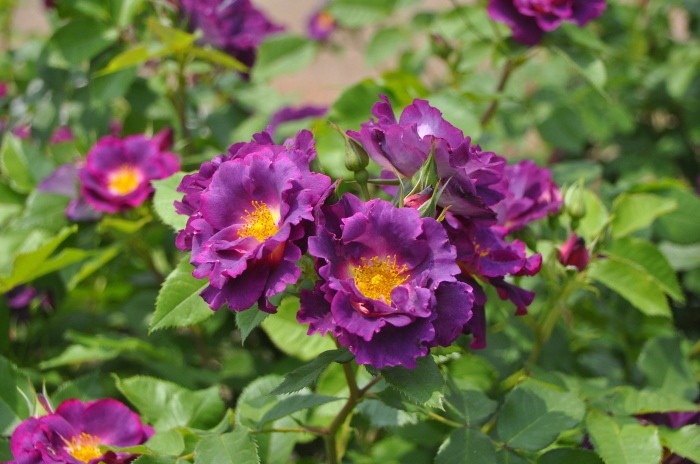 ġۥХ ץ󥻥ӥɥ륯֥륰  6ȭʡηʼϡJB-ORA