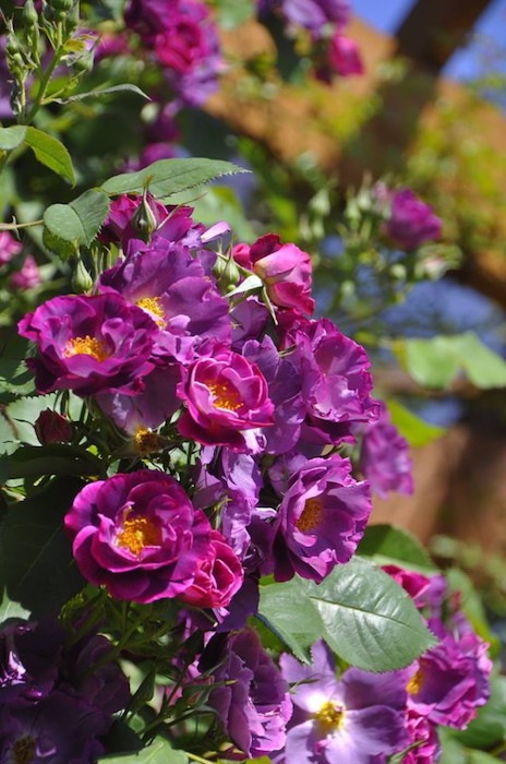 ġۥХ ץ󥻥ӥɥ륯֥륰  6ȭʡηʼϡJB-ORA