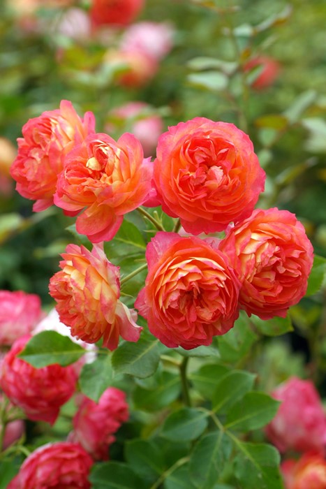 �Х��ġ����ġۥ��쥤����ޥ�ƥ��� ���� 6��ȭ�����ʡ����ӿ建�� ��Ͽ�ʼ�ϡ�J-IRM3��