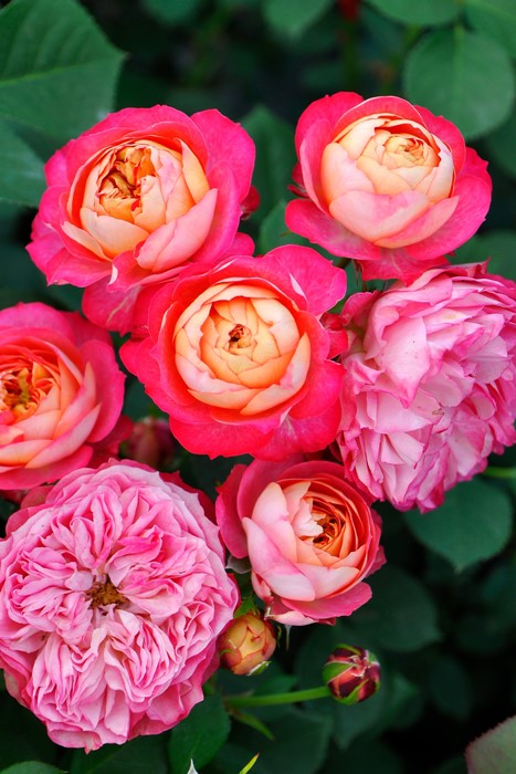 �Х��ġ����ġۥ��쥤����ޥ�ƥ��� ���� 6��ȭ�����ʡ����ӿ建�� ��Ͽ�ʼ�ϡ�J-IRM3��