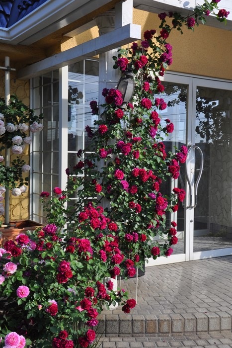�Х��ġڿ��ġۥ��ǥ�å����� ���ġ����ӿ建�� ��Ͽ�ʼ�ϡ�J-RO�ա�0420�����
