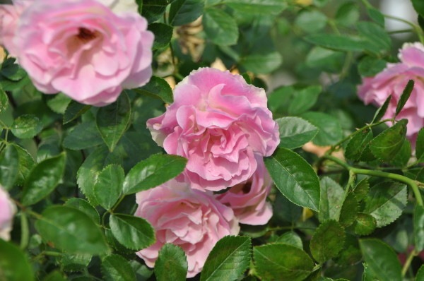 大苗 バラ苗 スプリングパル ピンクサマースノー Fl桃 国産苗 6号鉢植え品 契約品種 Ma Ma2 系統で選ぶバラ フロリバンダ 大苗 バラの家 公式本店 ロサオリエンティス