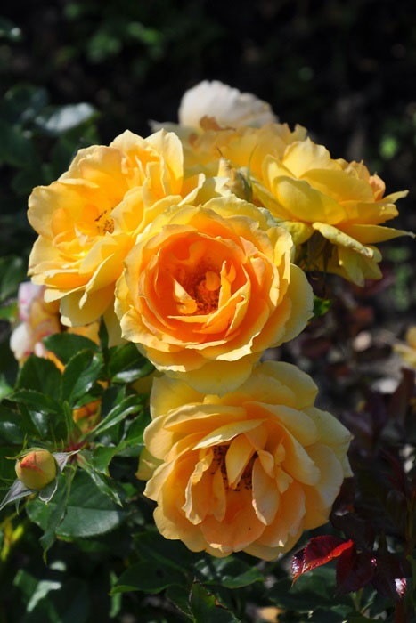 �����ġۥХ��� ��ꥤ�� ���� 6��ȭ�����ʡ�J-FL20��