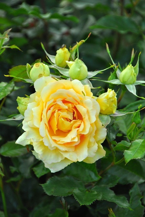 �����ġۥХ��� ��ꥤ�� ���� 6��ȭ�����ʡ�J-FL20��