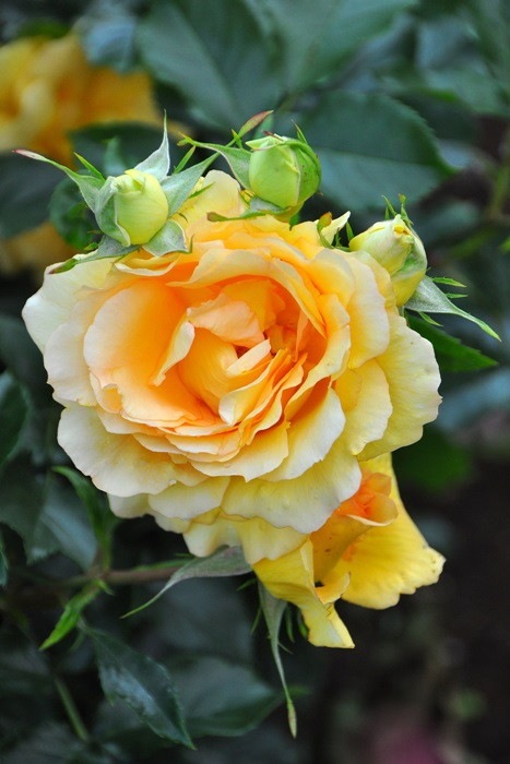 �����ġۥХ��� ��ꥤ�� ���� 6��ȭ�����ʡ�J-FL20��