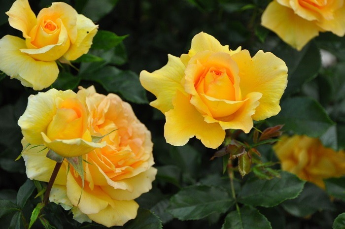 �����ġۥХ��� ��ꥤ�� ���� 6��ȭ�����ʡ�J-FL20��