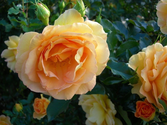 �����ġۥХ��� ��ꥤ�� ���� 6��ȭ�����ʡ�J-FL20��