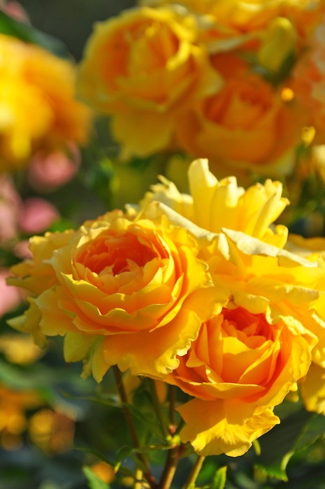 �����ġۥХ��� ��ꥤ�� ���� 6��ȭ�����ʡ�J-FL20��