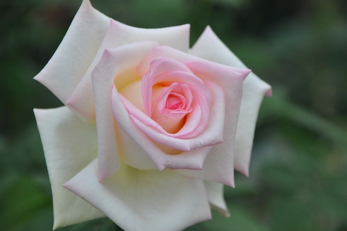 �����ġۥХ��� �ϤĤ����ڽ����� ���� 6��ȭ�����ʡ�J-HT20��