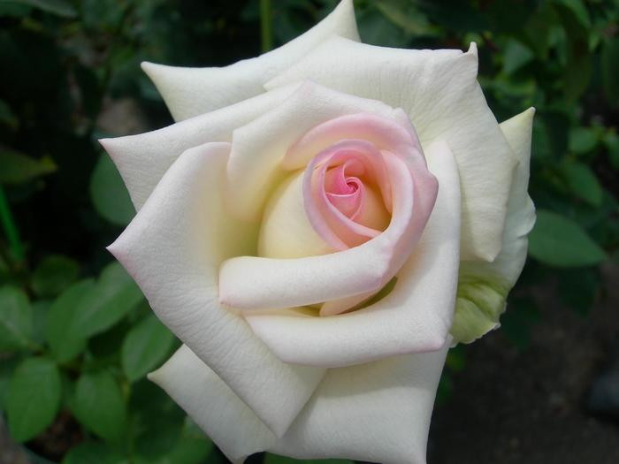 �����ġۥХ��� �ϤĤ����ڽ����� ���� 6��ȭ�����ʡ�J-HT20��