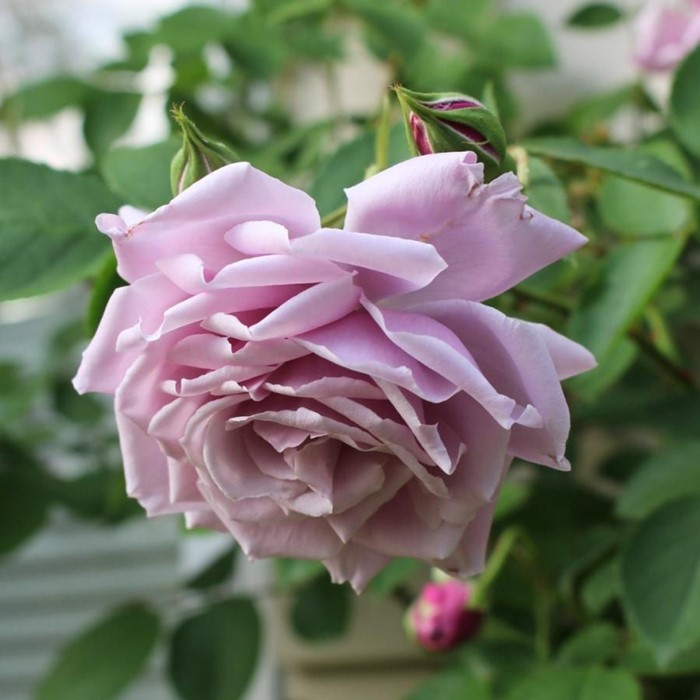 ġۥХ 륬  6ȭʡηʼϡKMG-GR