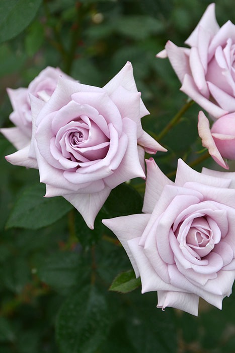 ���ߵ����ġۥХ��� ��������ꥨ ���� 6��ȭ�����ʡ����ӿ建�� �ʼ���Ͽ�д���ϡ�J-RP��2025�����ʼ�