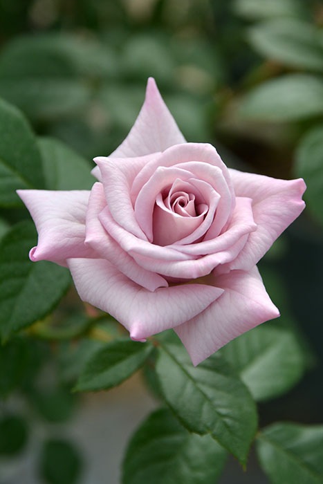 ���ߵ����ġۥХ��� ��������ꥨ ���� 6��ȭ�����ʡ����ӿ建�� �ʼ���Ͽ�д���ϡ�J-RP��2025�����ʼ�