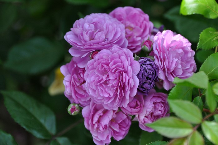 �Х��ġ����ġۥ��������ĥե��󥷥塼�٥�� ���� 6��ȭ�����ʡ�J-OB20��