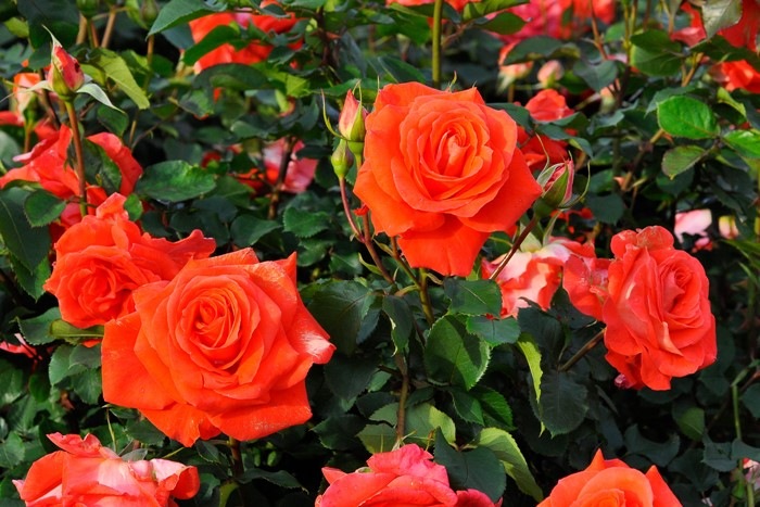 大苗 バラ苗 ローラ Ht朱赤 国産苗 6号鉢植え品 J Ht すべての商品 バラの家 公式本店 ロサオリエンティス