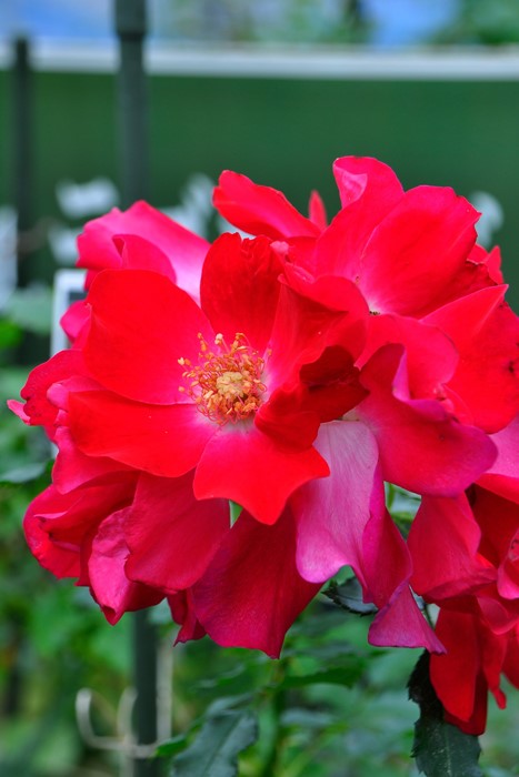 �Х��ġ����ġۥɥ�ȥ��� ���� 6��ȭ�����ʡ�J-CL20��