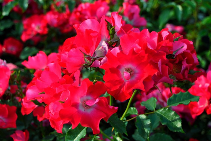 バラ苗 6号新苗 ドルトムント Cl赤 国産苗 6号鉢植え品 J Cl15 系統で選ぶバラ つるバラ 新苗 バラの家 公式本店 ロサオリエンティス