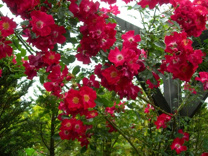 バラ苗 6号新苗 ドルトムント Cl赤 国産苗 6号鉢植え品 J Cl15 系統で選ぶバラ つるバラ バラの家 公式本店 ロサオリエンティス