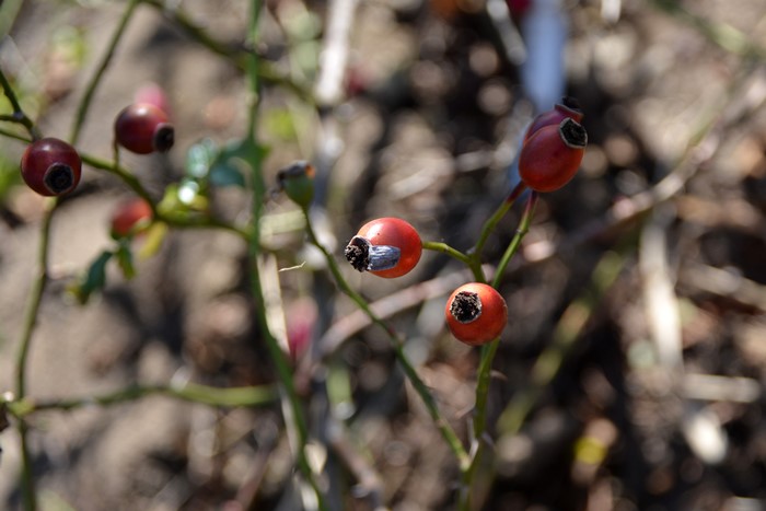 �Х��ġ����ġۥɥ�ȥ��� ���� 6��ȭ�����ʡ�J-CL20��