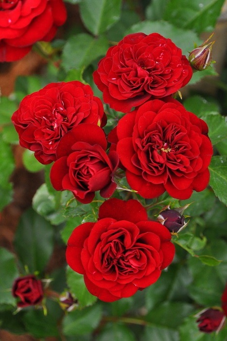 ХġġۥХ롼  6ȭʡJ-FL20