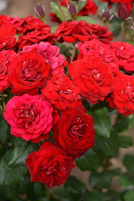 ХġġۥХ롼  6ȭʡJ-FL20