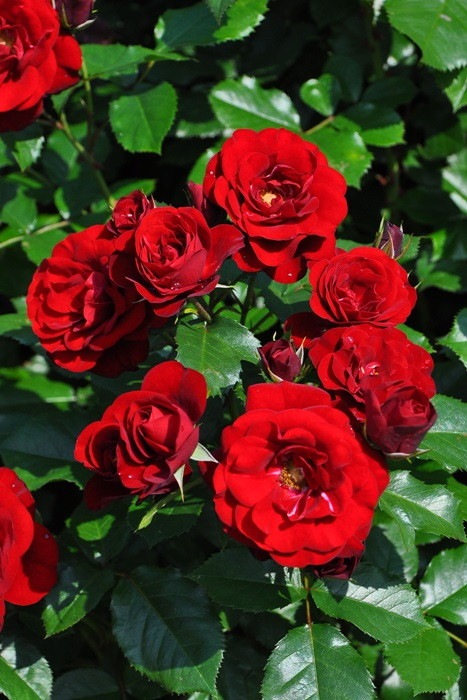 ХġġۥХ롼  6ȭʡJ-FL20