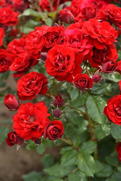 ХġġۥХ롼  6ȭʡJ-FL20