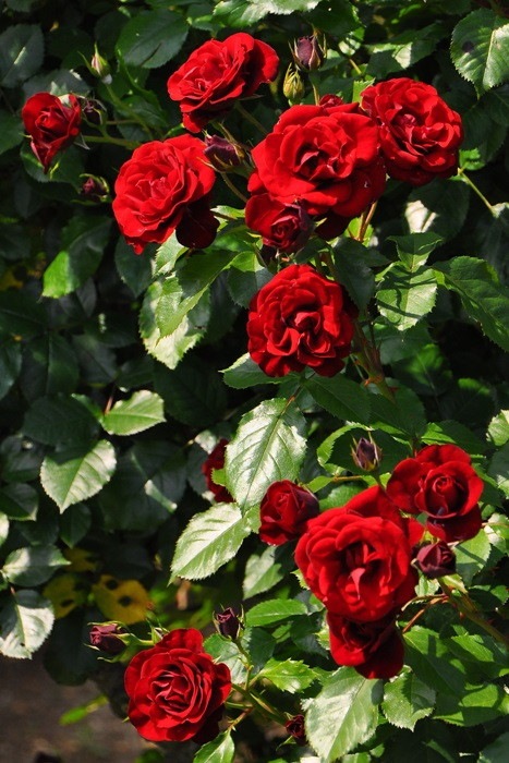 ХġġۥХ롼  6ȭʡJ-FL20