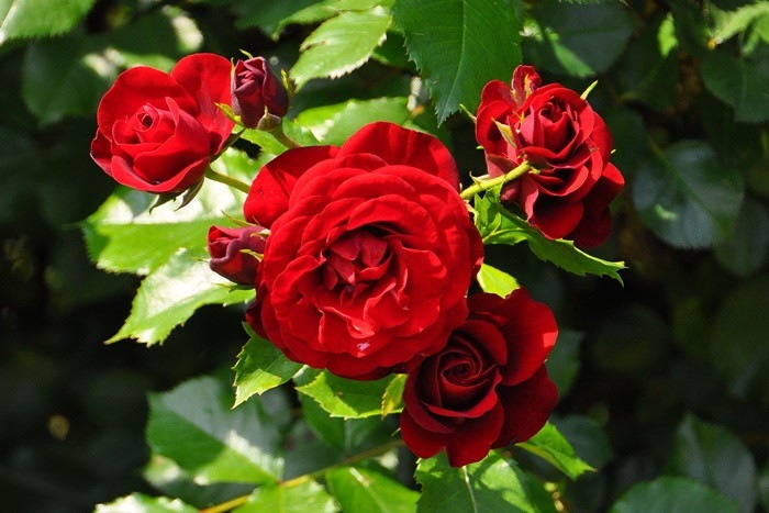 ХġġۥХ롼  6ȭʡJ-FL20